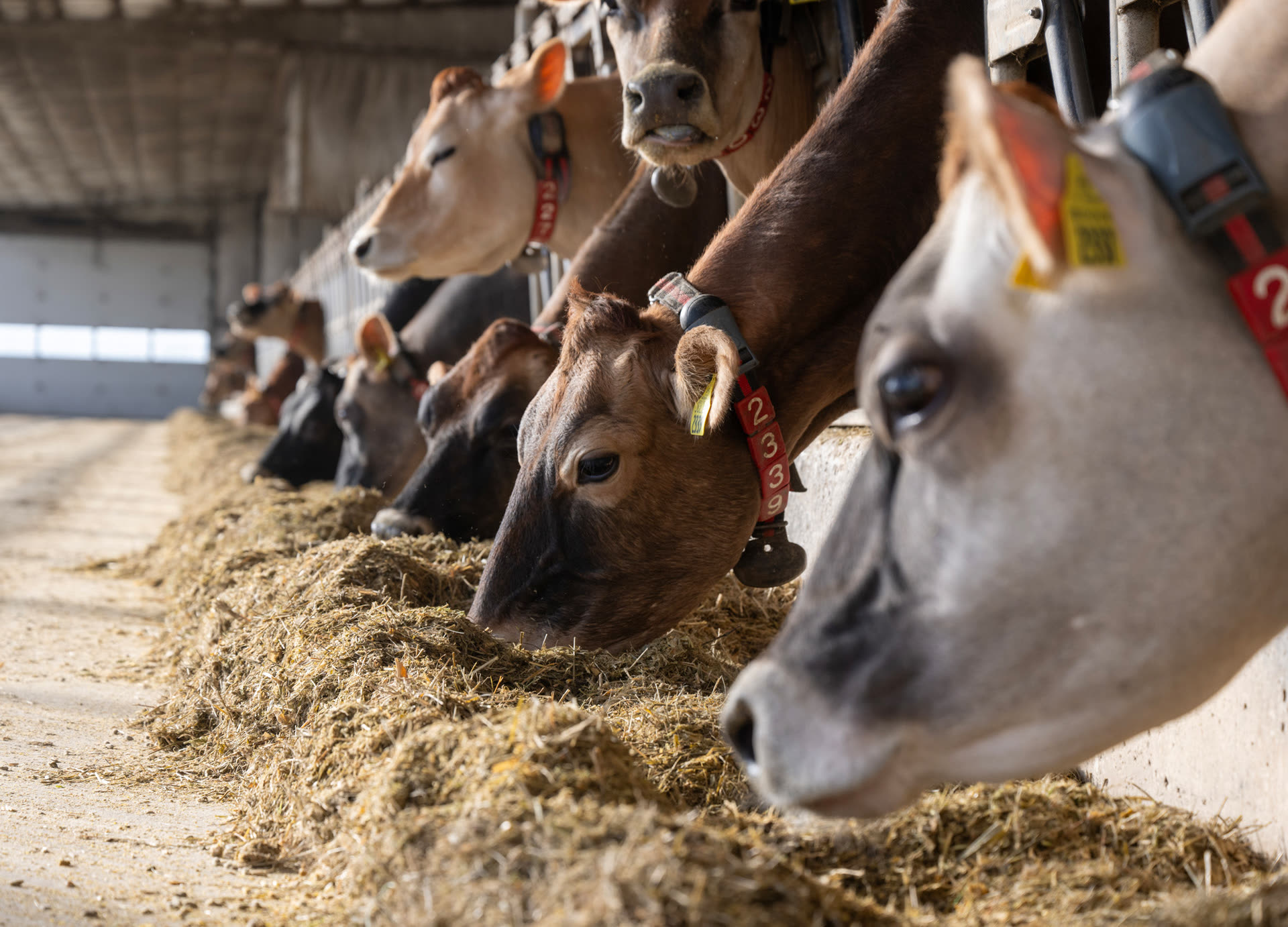 Jersey cows lined up eating in the bright free-stall barn
