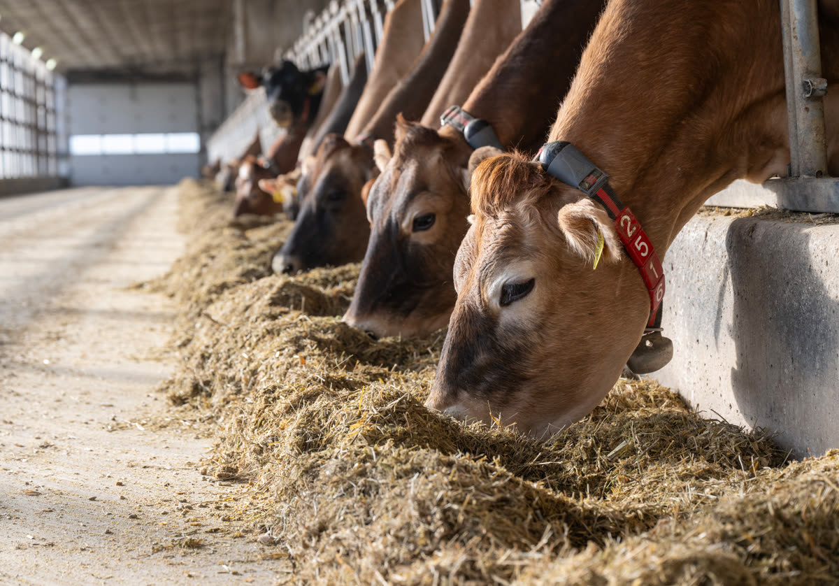 A row of Jersey cows with brass bells at the feed bunk