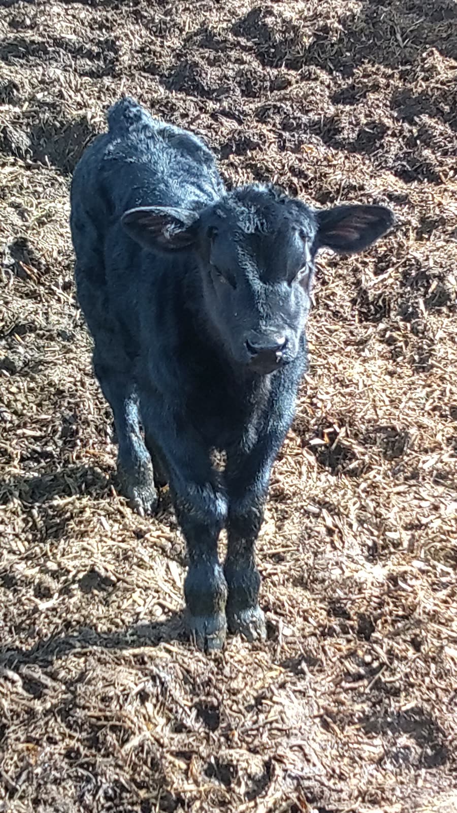 A black calf standing on bedding
