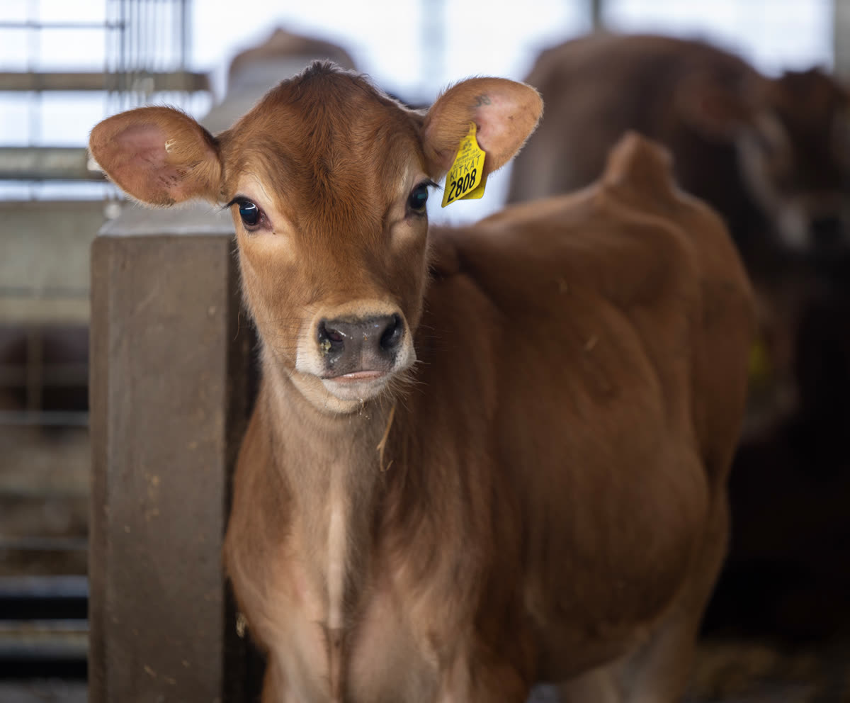 A young Jersey calf with an ear tag looking at the camera