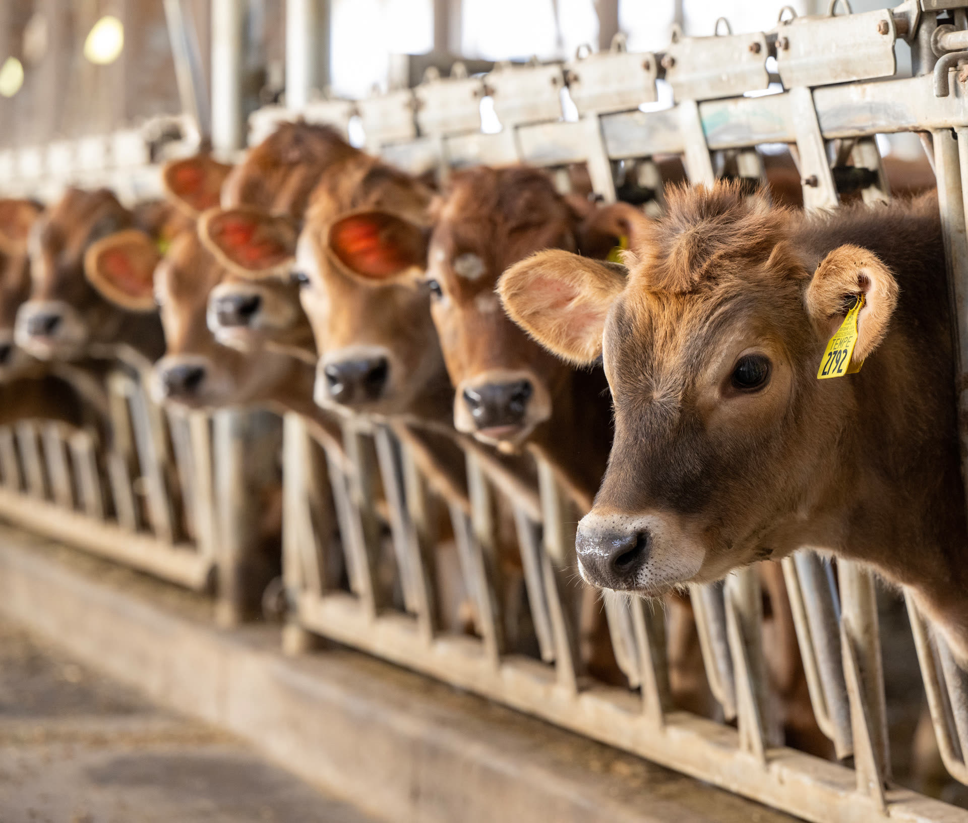 Jersey cows with bells on their collars eating at the feed bunk in the free-stall barn