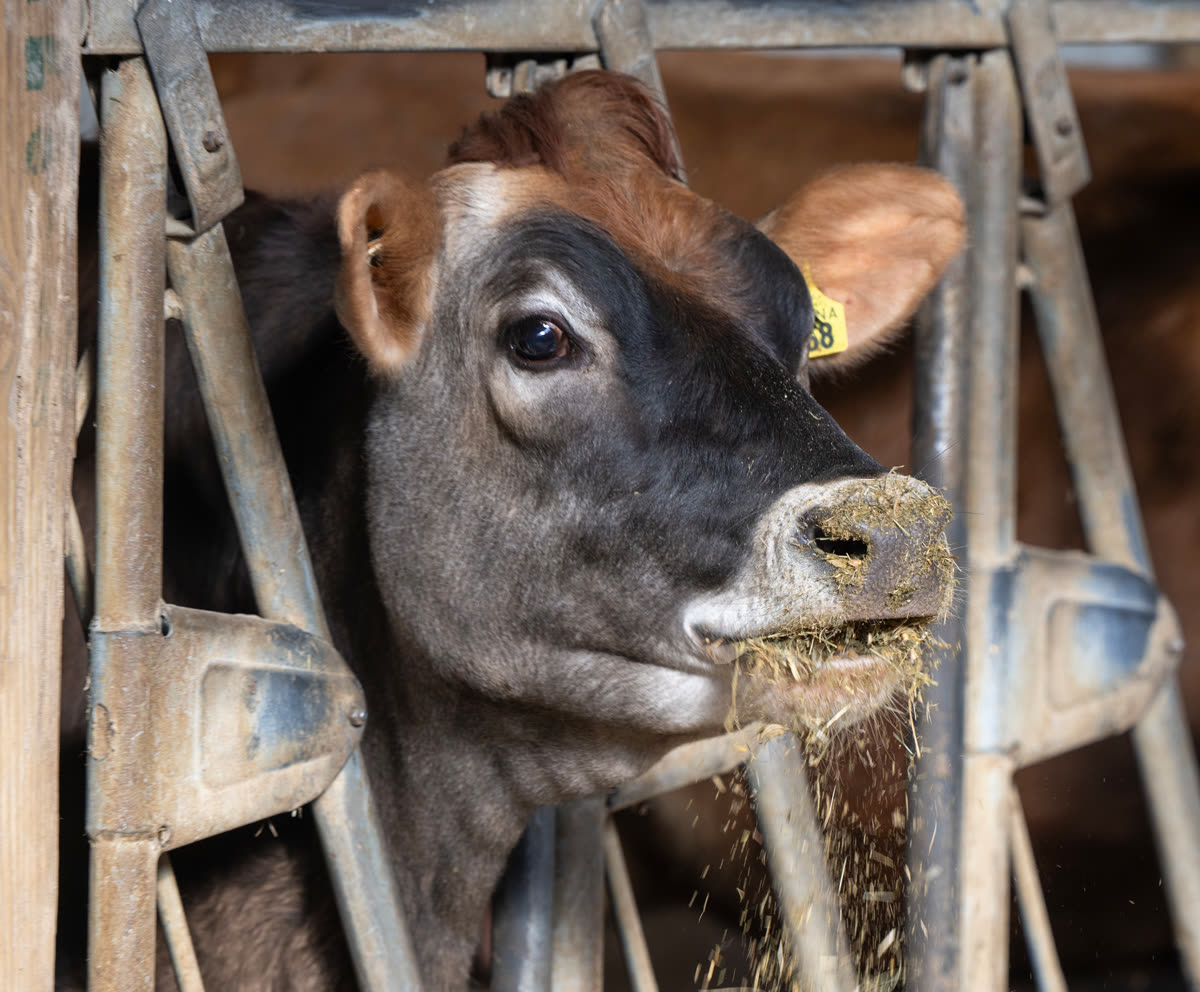 A Jersey cow looking out from the feed rail
